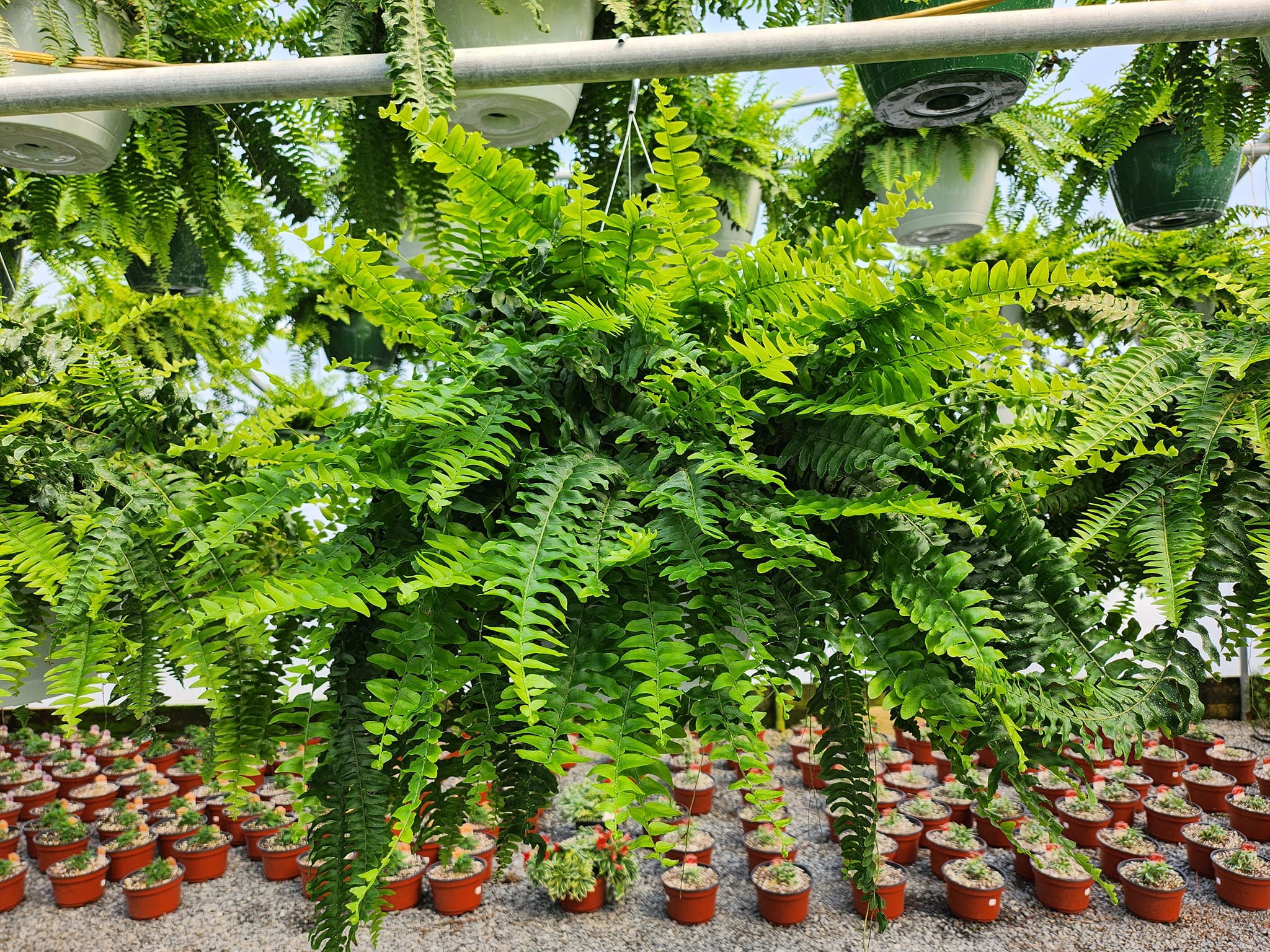 Ferns